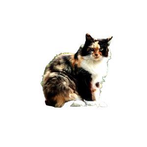 A Beautiful Calico Cat Sitting On A Rustic Bench In An Outdoor Setting, Showcasing Its Vibrant Fur. 13404 - Cat PNG image with transparent background